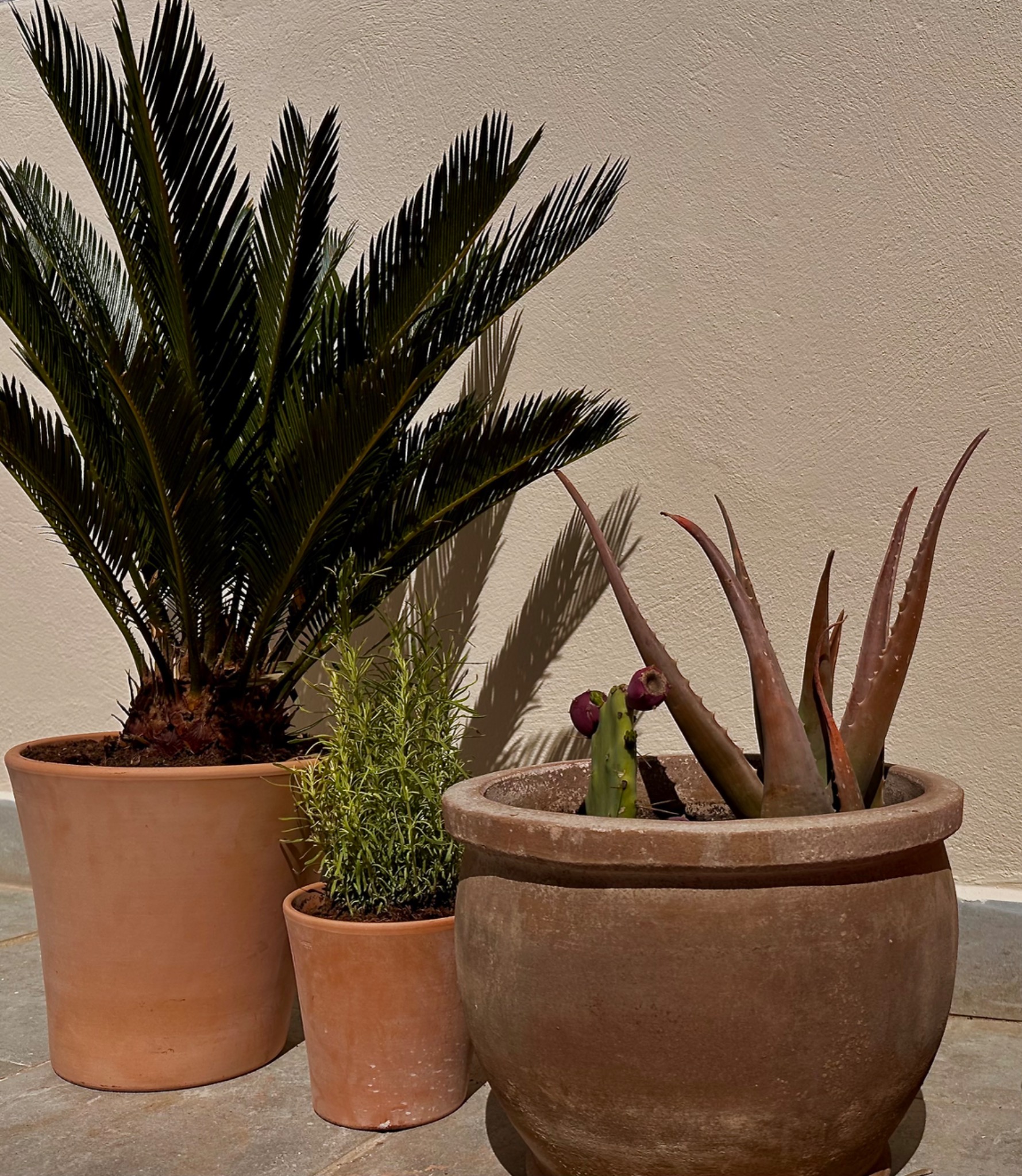 Plantas terracota · Casa Carlota Conil