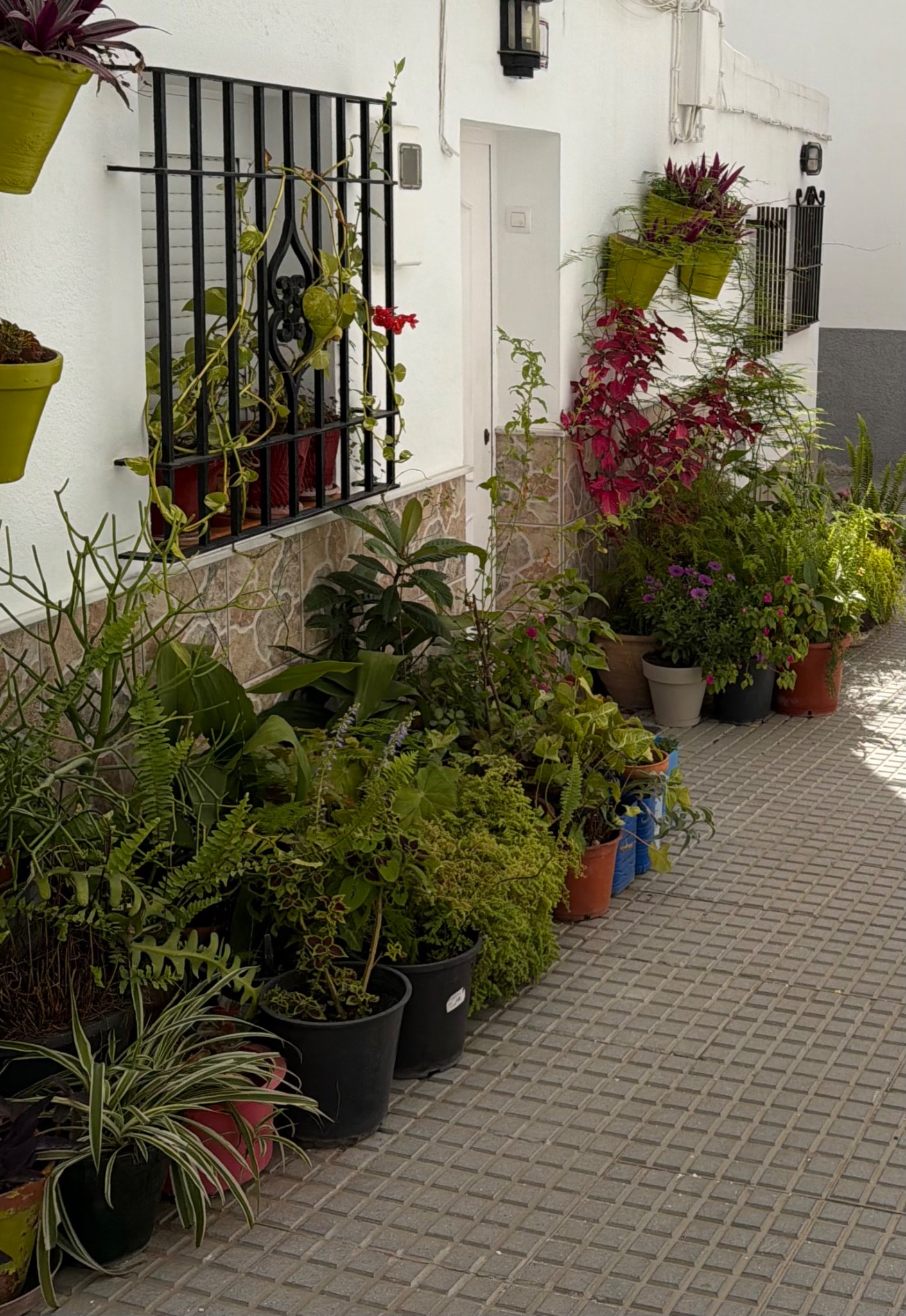 Patio plantas · Casa Carlota Conil